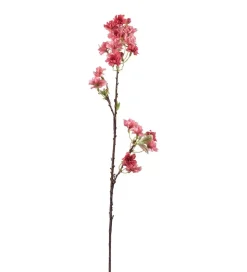 Kirsebærblomst Rosa H 60