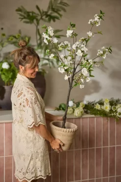 Kirsebærblomsttre Hvit H120