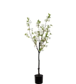 Kirsebærblomsttre Hvit H120