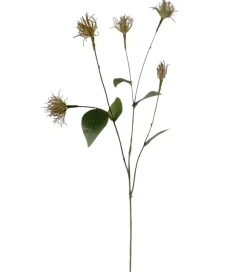 Klematis Grønn H69