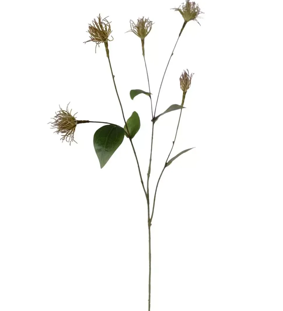 Klematis Grønn H69
