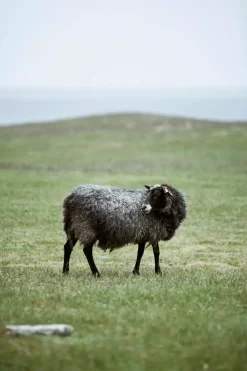 Klippan - Gotland Pledd Rosa