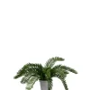 Kongesagopalme H20