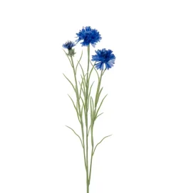 Kornblomst Blå H65