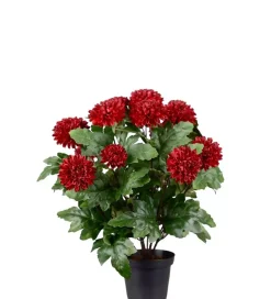 Krysantemum Burgunder H30