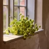 Krysantemum Grønn H60