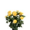 Krysantemum Gul H30