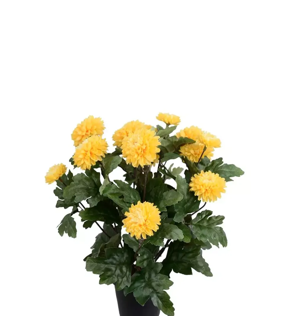 Krysantemum Gul H30