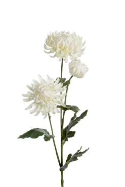 Krysantemum Hvit H60