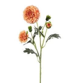 Krysantemum Korall H52