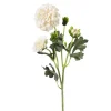 Krysantemum Krem H52