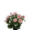 Krysantemum Lilla H30