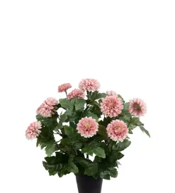Krysantemum Lilla H30
