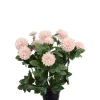 Krysantemum Rosa H30