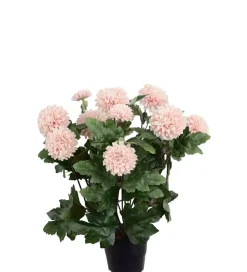 Krysantemum Rosa H30
