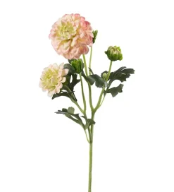Krysantemum Rosa H52