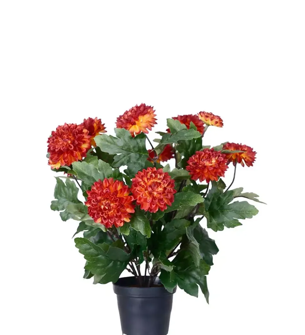 Krysantemum Rustrød H30