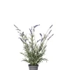 Lavendel I Potte H50