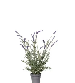 Lavendel I Potte H50