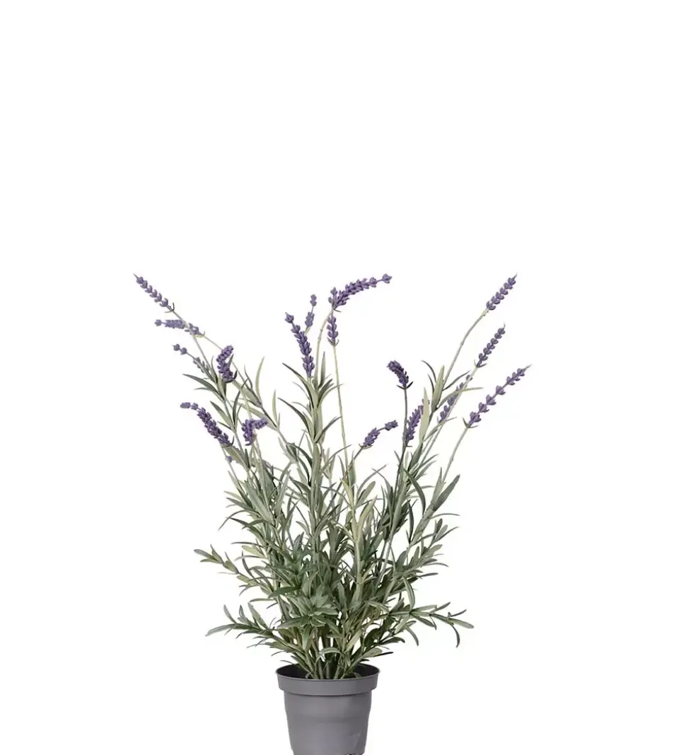 Lavendel I Potte H50