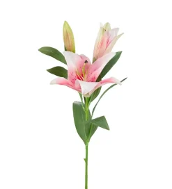 Lilje Rosa H90
