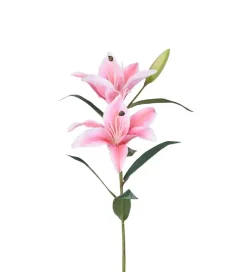 Lilje Rosa H60
