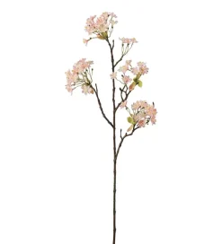 Lønnblomst Rosa H70