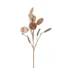Lunaria Brun H55