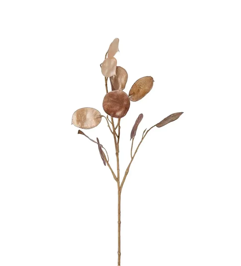 Lunaria Brun H55