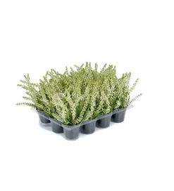 Lyng, Hvit 18cm