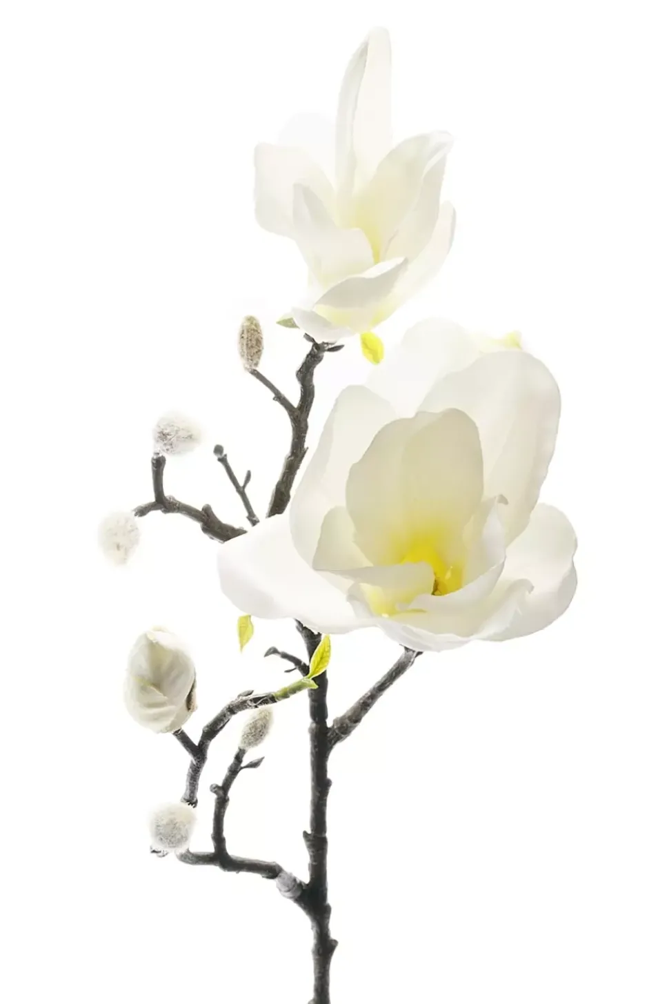 Magnolia H60 Hvit
