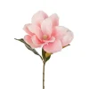 Magnolia Rosa H70