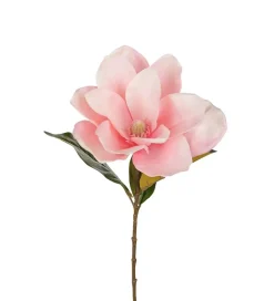 Magnolia Rosa H70