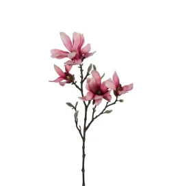 Magnolia Rosa H50