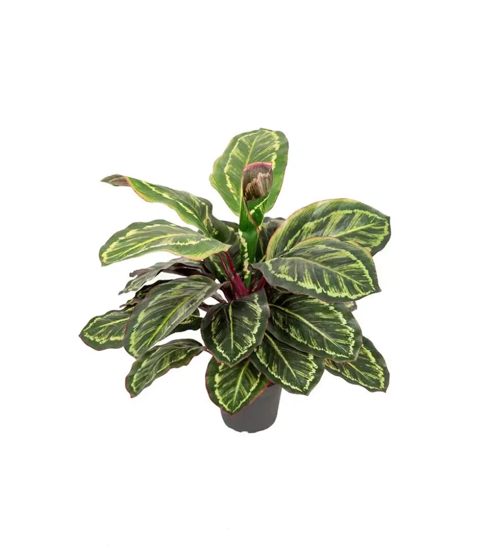 Maranta H48