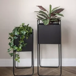 Maranta H48