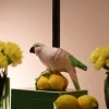 Mignon Papegøyelysestake Rosa