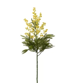 Mimosa Gul H68