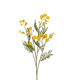 Mimosakvist Gul