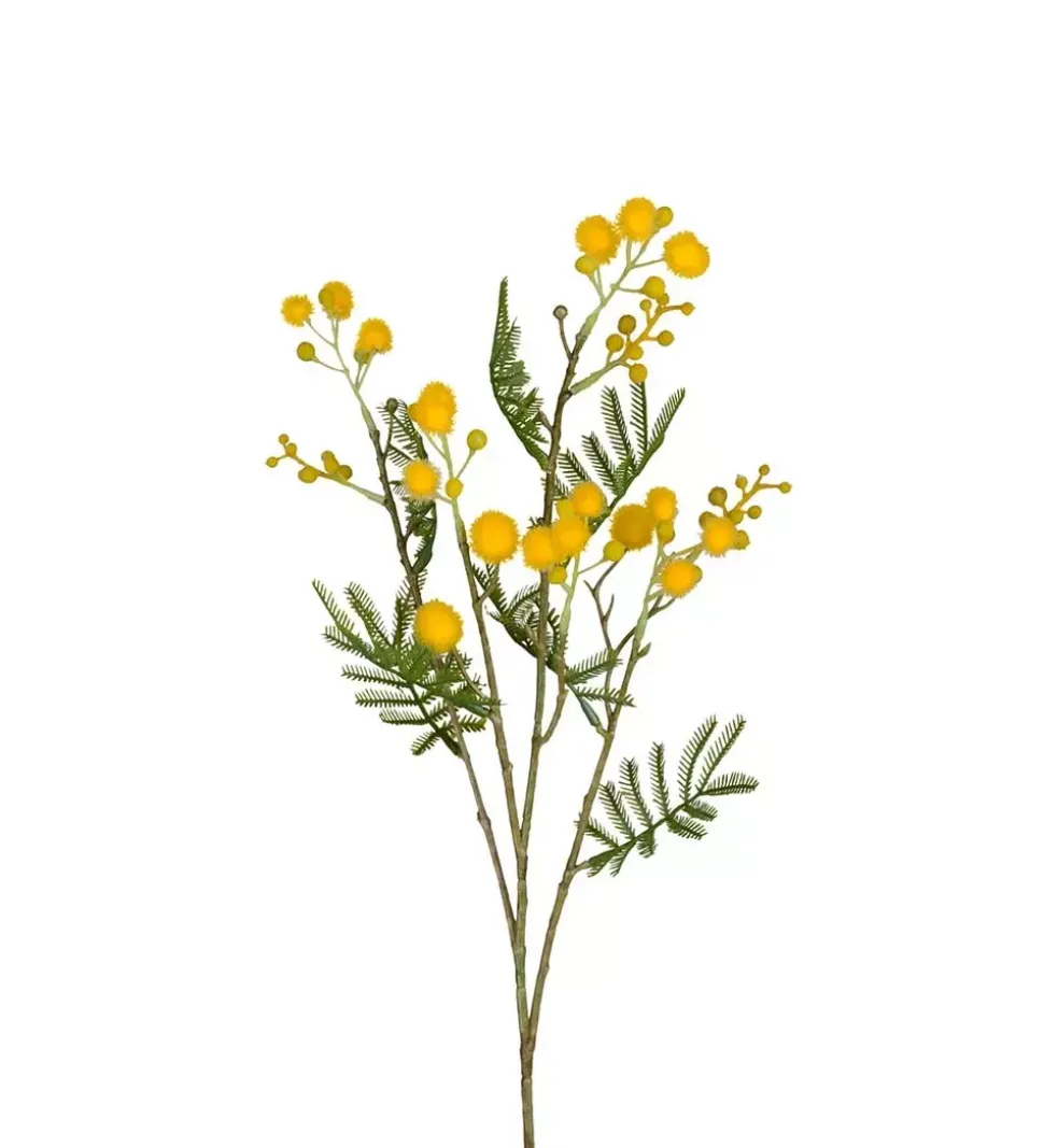 Mimosakvist Gul