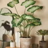 Monstera H30