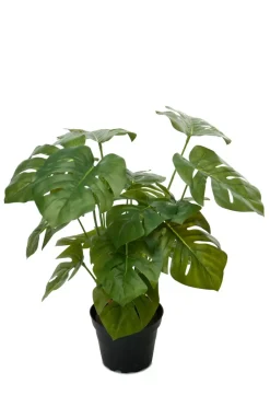 Monstera H30