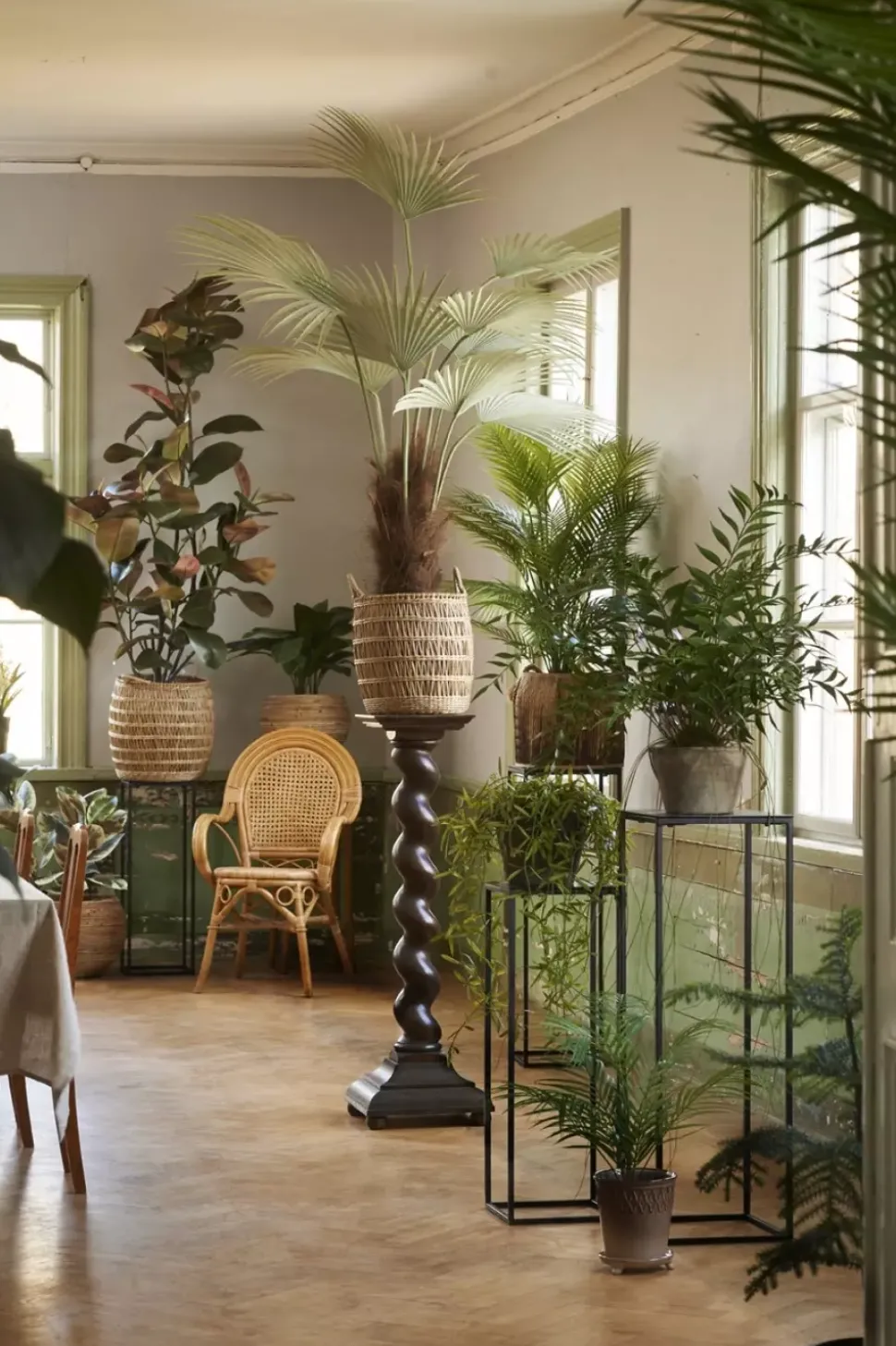 Monstera H30