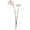Narsiss Lyserosa H55