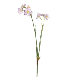 Narsiss Lyserosa H55