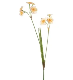 Narsiss Oransj H55