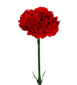 Nellik Rød H55