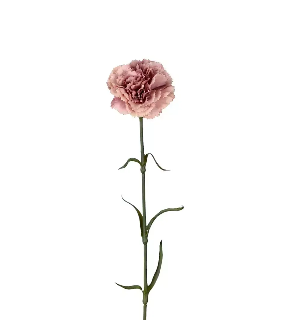 Nellik Rosa H44