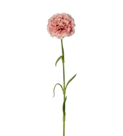 Nellik Rosa H44