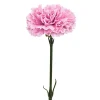 Nellik Rosa H55